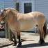 5YR Old Brown Dun Mare
