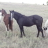2011 APHA black/solid stud