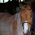 Well schooled Medium pony