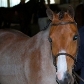 Well schooled Medium pony