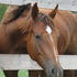 Rabicano marked ranch/rodeo prospect!