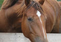 Rabicano marked ranch/rodeo prospect!