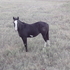 2011 APHA black/overo stud