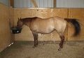 92%  Foundation bred