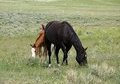 Broodmare with filly at side 3 in 1 package