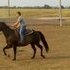 Double Registered Gelding