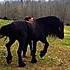Zephan only son of WARN 335 @ stud