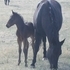 Possible Roan!! Frosty Feature!!