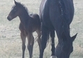 Possible Roan!! Frosty Feature!!