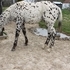 Leopard App Colt