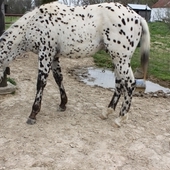 Leopard App Colt