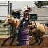 Consistent Barrel Racing Mare