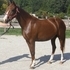 SPLASH MARE AVAILABLE
