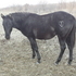 2011 black/soild filly Cotton Dixon x Comanche Coal