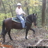 Bay Roan Mustang