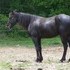 Experienced Trail, Road and Show. Video Available. Tack Included. MUST SELL ASAP!