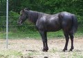 Experienced Trail, Road and Show. Video Available. Tack Included. MUST SELL ASAP!