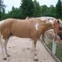 APHA STALLION STANDING STUD LIMITED TIME STUD FEE DISCOUNT!