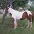 Flashy Good Broke Paint Mare