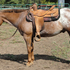 Been there, done that POA gelding