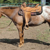 Been there, done that POA gelding