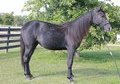 Will be a beautiful Grey