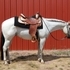 Super quiet POA gelding with unlimited potential