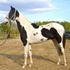 Double Homozygous Saddlebred Stallion