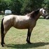 Registered Buckskin Mare