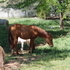 Flashy little red dun filly