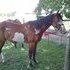 APHA mare for lease