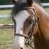 Flashy reg. Sec. A Welsh stallion but will geld