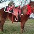 Child safe pony that rides