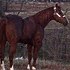 OWN SON OF OBVIOUS CONCLUSION Standing at Stud