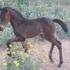 Lovely correct filly