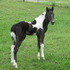 Friendly Registered SSHBEA filly 