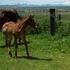 Red Roan stud colt