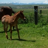 Red Roan stud colt