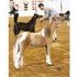 Show Quality Chestnut Pinto Filly ~ Lots of Potential Here!