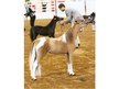 Show Quality Chestnut Pinto Filly ~ Lots of Potential Here!