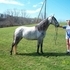 FLASHY GRAY MARE