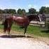 Half Arab roan. All around mare. 