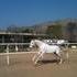 Andalusian Azteca D Stallion Up For Stud