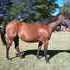 Fantastic Broodmare for sale!