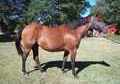 Fantastic Broodmare for sale!