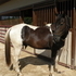 Flashy Fox Trotter Morgan Cross