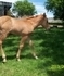 Red Dun Filly