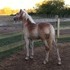 Yearling Haflinger Filly