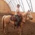 Started AQHA Cutting bred gelding