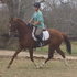 Beautiful Thoroughbred Mare
